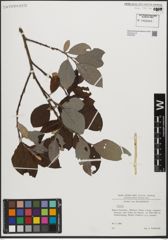 Foto von Salix L.
